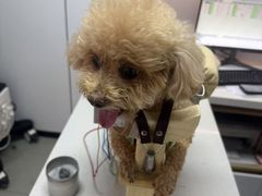 -西安京西宠物医院·瘫痪·疑难杂症