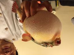 iphone_upload_pic-长顺河豚馆(江洲东路)