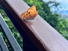 -亚龙湾热带天堂森林公园