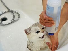 -momokira米努特·德文卷毛猫·棉花面纱犬