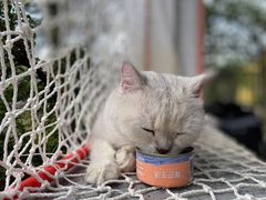 -喵屿·大理花园猫咖