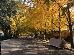 -三里屯东五街银杏大道