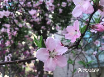 小区里草色青青，桃花春色暖先开