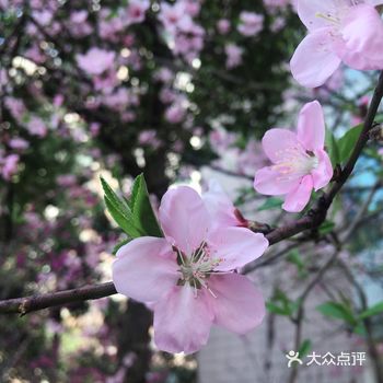 小区里草色青青,桃花春色暖先开