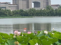 -莲花池公园