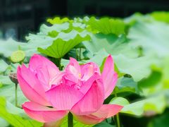 -陈家山荷花公园