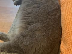 -猫宠乐园·专业洗护