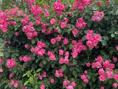 -武汉紫薇都市田园