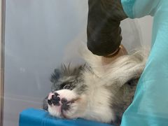 -小伙伴宠物医院•急重症转诊中心·老年专科·犬猫全科(北大街总院)