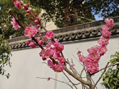 -上海醉白池公园