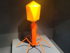 -四川大学博物馆