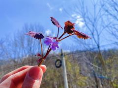 -青峰峡国家森林公园