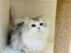 -十月米努特矮脚猫舍