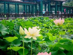 -莲花池公园