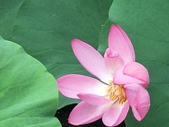 -羊亭河湿地公园