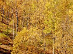 -塞罕坝国家级自然保护区