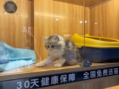 -欣宠猫屋·矮脚拿破仑·蓝金金渐层