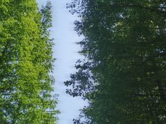 -日照海滨国家森林公园