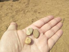 -辽宁古生物博物馆