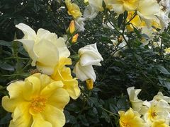 -人民公园(罗湖区)