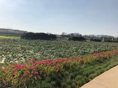 -光明小镇欢乐田园