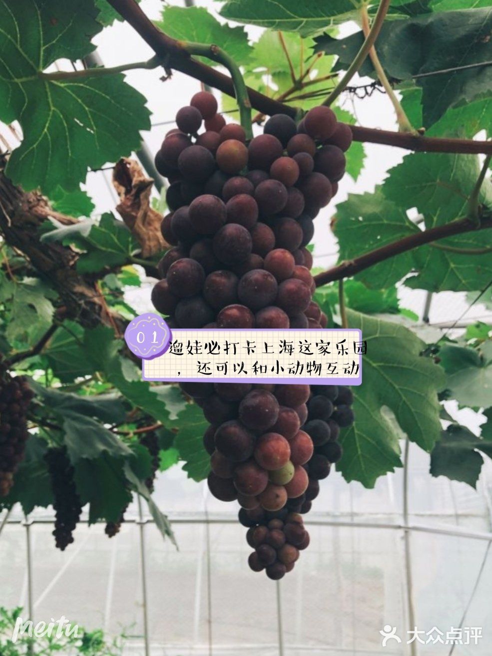 遛娃必打卡上海这家乐园，还可以和小动物互动呦[胜利]