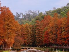 -深圳仙湖植物园
