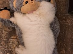 -仁华宠物医院(青羊店)