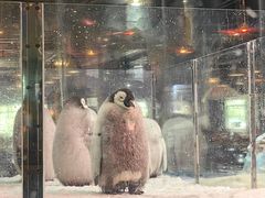 -帝企鹅自助餐厅•儿童岛•真企鹅(长隆企鹅酒店)