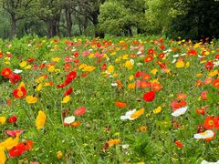 -上海共青森林公园