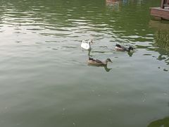-莲湖公园