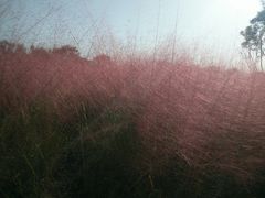 -白鹭湾湿地公园