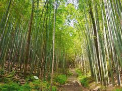 -天花井景区