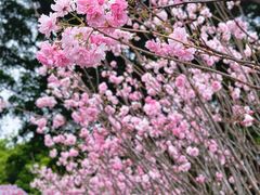-观澜湖生态运动公社