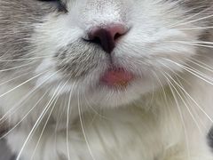-宠颐生宠物医院·犬猫全科·皮肤科(商业街店)