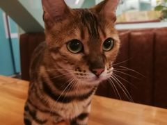 -猫小院猫主题餐厅(三里屯店)