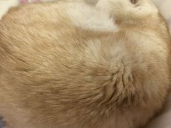 -喵的天空名猫咖啡馆·撸猫·猫舍·用品