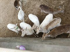 -石家庄市动物园