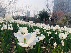 -院士公园
