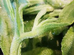 -贰重天冰煮羊自助火锅(东坝店)