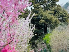-香山公园
