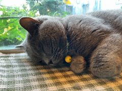 -海边的猫和咖啡馆
