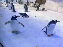 -芜湖新华联大白鲸海洋公园