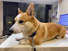 -瑞派动物医院·猫专科·至诚(江南中分院)