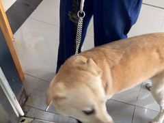 -爱侣宠医·鹦鹉专科·小型哺乳类·异宠专科(灵石路店)