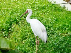 -泉州海丝野生动物世界