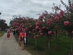 -武汉紫薇都市田园