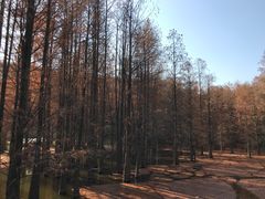 -青龙山国家森林公园