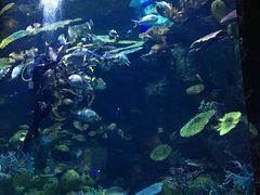 -暹罗海洋世界