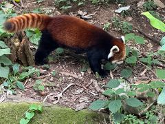 -昆明动物园